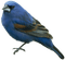 oiseau - бесплатно png анимированный гифка