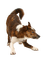 Kaz_Creations  Dog Pup - gratis png animerad GIF