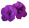Цветок - Безплатен анимиран GIF анимиран GIF