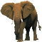 éléphant - Nemokamas animacinis gif animuotas GIF