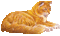 kot - Darmowy animowany GIF animowany gif