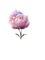 fleur pivoine rose - bezmaksas png animēts GIF