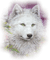 Wolf - darmowe png animowany gif