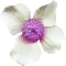 flower (created with gimp) - Gratis geanimeerde GIF geanimeerde GIF