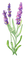 lavender lavendel lavande flower fleur blossom blumen deco tube spring printemps fleurs
