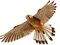 hawk katrin - 免费PNG 动画 GIF