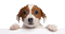 Cute Dog - Безплатен анимиран GIF анимиран GIF