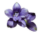 Flower - kostenlos png Animiertes GIF