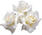 chantalmi fleur rose blanche - png grátis Gif Animado