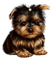 nbl-dog - PNG gratuit GIF animé