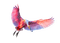 Розовый пеликан - бесплатно png анимированный гифка