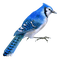 Kaz_Creations Birds Bird Blue