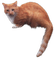 cat - ingyenes png animált GIF