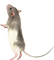 animals anastasia - png gratis GIF animasi