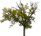 puu tree luonto nature - png gratis GIF animado