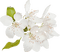 Kaz_Creations Deco Flowers Flower White