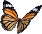 метелик - Бесплатный анимированный гифка анимированный гифка