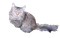 Katze - besplatni png animirani GIF
