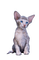 cat, kissa - PNG gratuit GIF animé