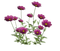 Kwiatki - PNG gratuit GIF animé