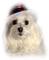 patymirabelle chien - zdarma png animovaný GIF