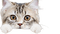 cat chat katze  sweet - kostenlos png Animiertes GIF