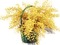 chantalmi fleur mimosa - бесплатно png анимированный гифка