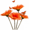 Оранжевые цветы - png ฟรี GIF แบบเคลื่อนไหว