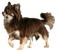 Chihuahua - ilmainen png animoitu GIF