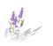 lavender fleur - безплатен png анимиран GIF