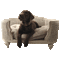 dolceluna brown dog chair - GIF animado gratis GIF animado