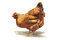 poule - безплатен png анимиран GIF