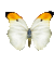 Butterfly White Yellow N Black - GIF animado grátis Gif Animado