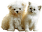 Chat & Chien - darmowe png animowany gif