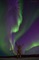 aurore - png gratis GIF animado