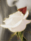 Rosa Blanca - Безплатен анимиран GIF анимиран GIF