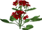 flower - bezmaksas png animēts GIF