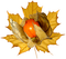 Obst, Physalis - png grátis Gif Animado
