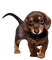 Dog Teeh - GIF animé gratuit