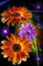 MMarcia gif flores fundo - Besplatni animirani GIF animirani GIF