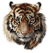 tigre - darmowe png animowany gif
