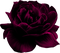 minou-purple - Free PNG Animated GIF