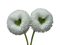 fleur blanche.Cheyenne63 - kostenlos png Animiertes GIF