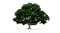arbol - ingyenes png animált GIF