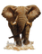 éléphant - png gratuito GIF animata