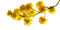 Flowers yellow bp - bezmaksas png animēts GIF