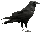 crow - Nemokamas animacinis gif animuotas GIF