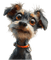 Hond - Kostenlose animierte GIFs