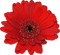 dolceluna red flower - δωρεάν png κινούμενο GIF