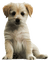 puppy - PNG gratuit GIF animé